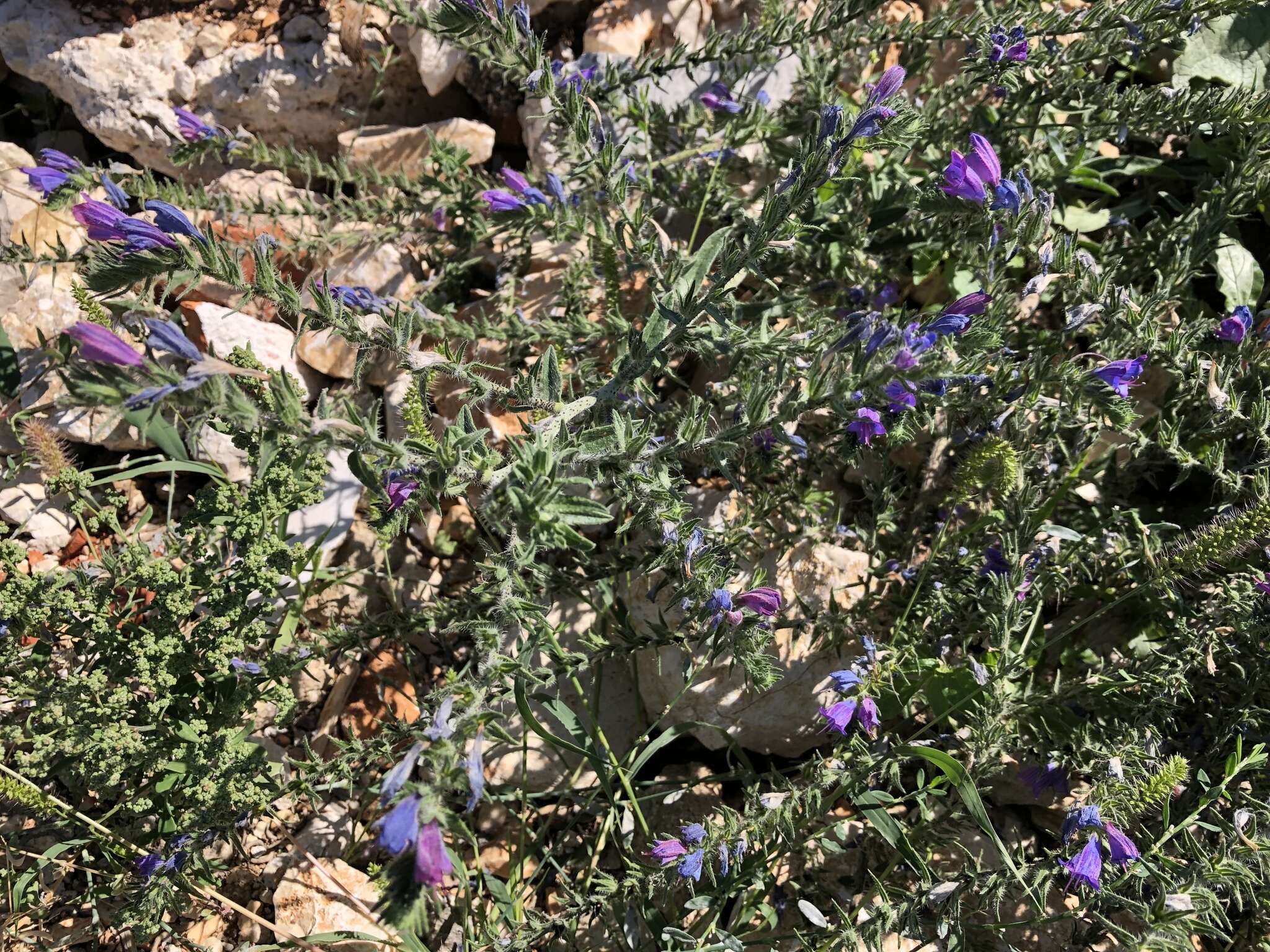 Image of Echium vulgare subsp. pustulatum (Sm.) E. Schmid & Gams