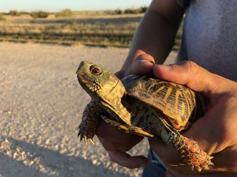 Plancia ëd Terrapene ornata ornata (Agassiz 1857)