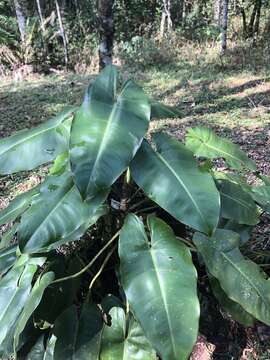 Imagem de Philodendron loefgrenii Engl.