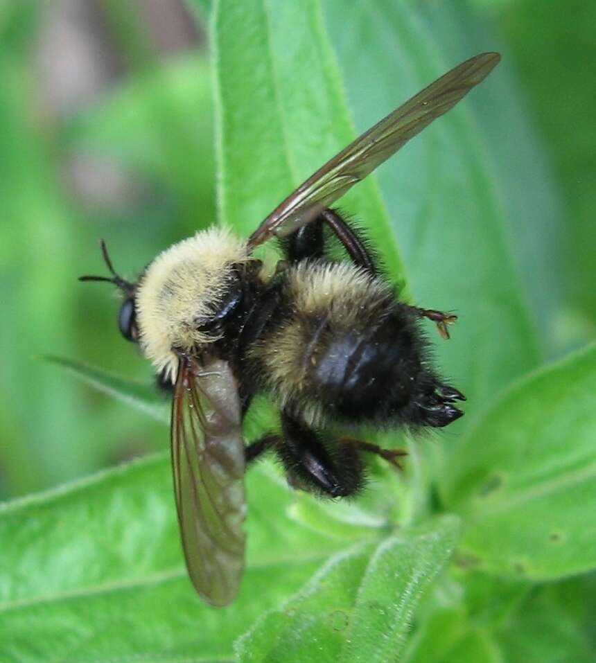 Image of Laphria thoracica Fabricius 1805