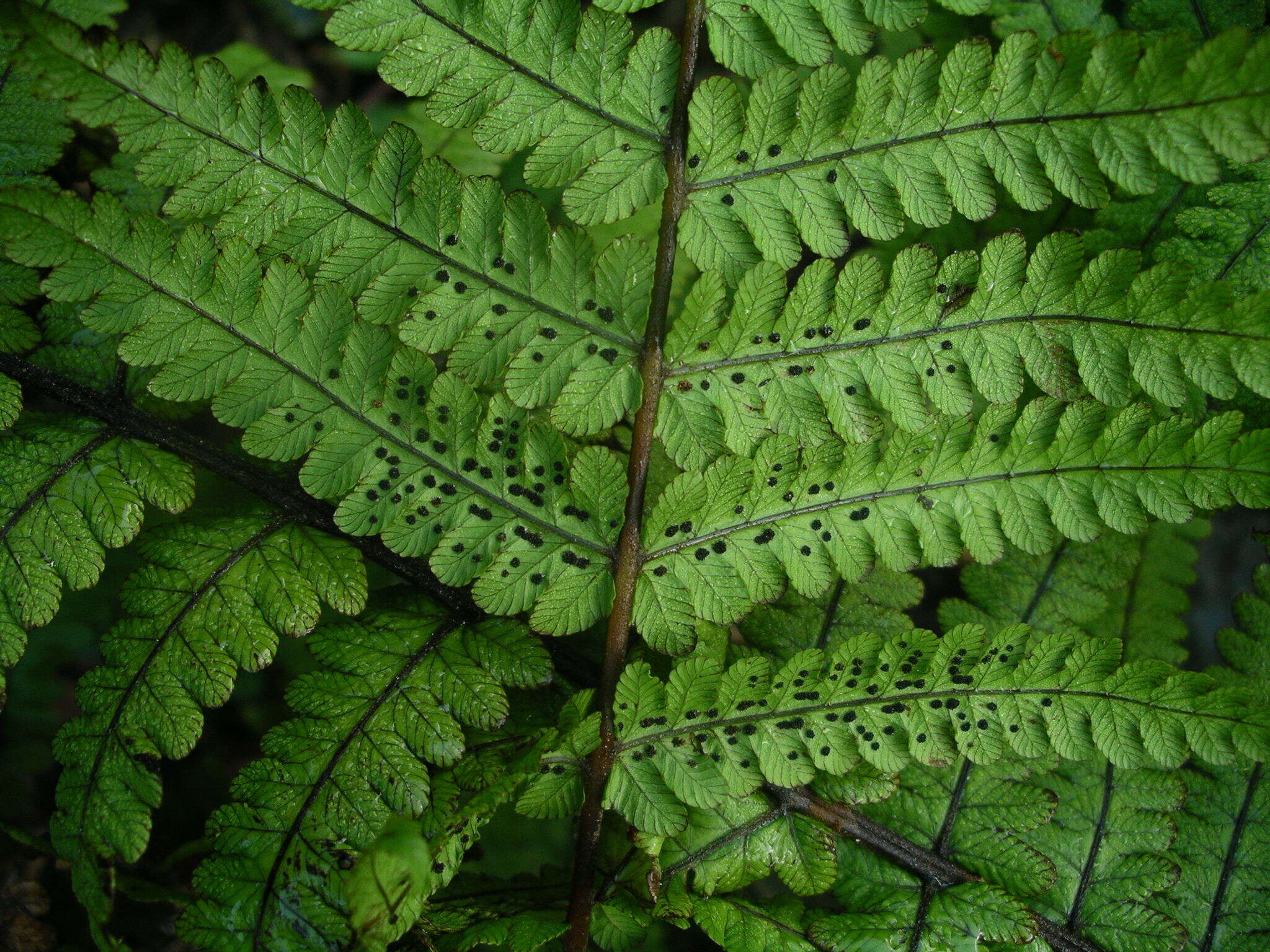 Image of Pakau pennigera (G. Forst.) S. E. Fawc. & A. R. Sm.