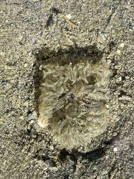 Image of white burrowing anemone