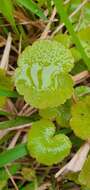 Imagem de Hydrocotyle novae-zealandiae var. robusta (Kirk) Cheesem.