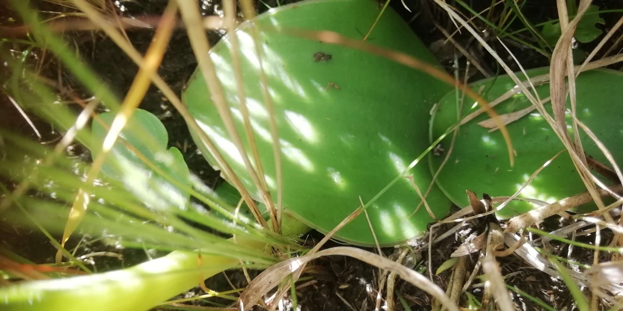 Image of Satyrium longicauda var. jacottetianum (Kraenzl.) A. V. Hall