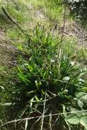 Image of Ribwort Plantain