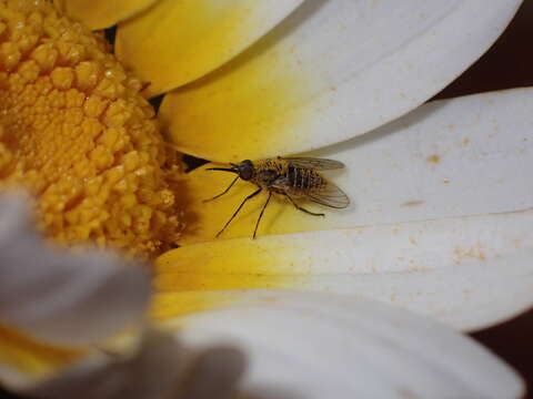 Image de Parageron striatus