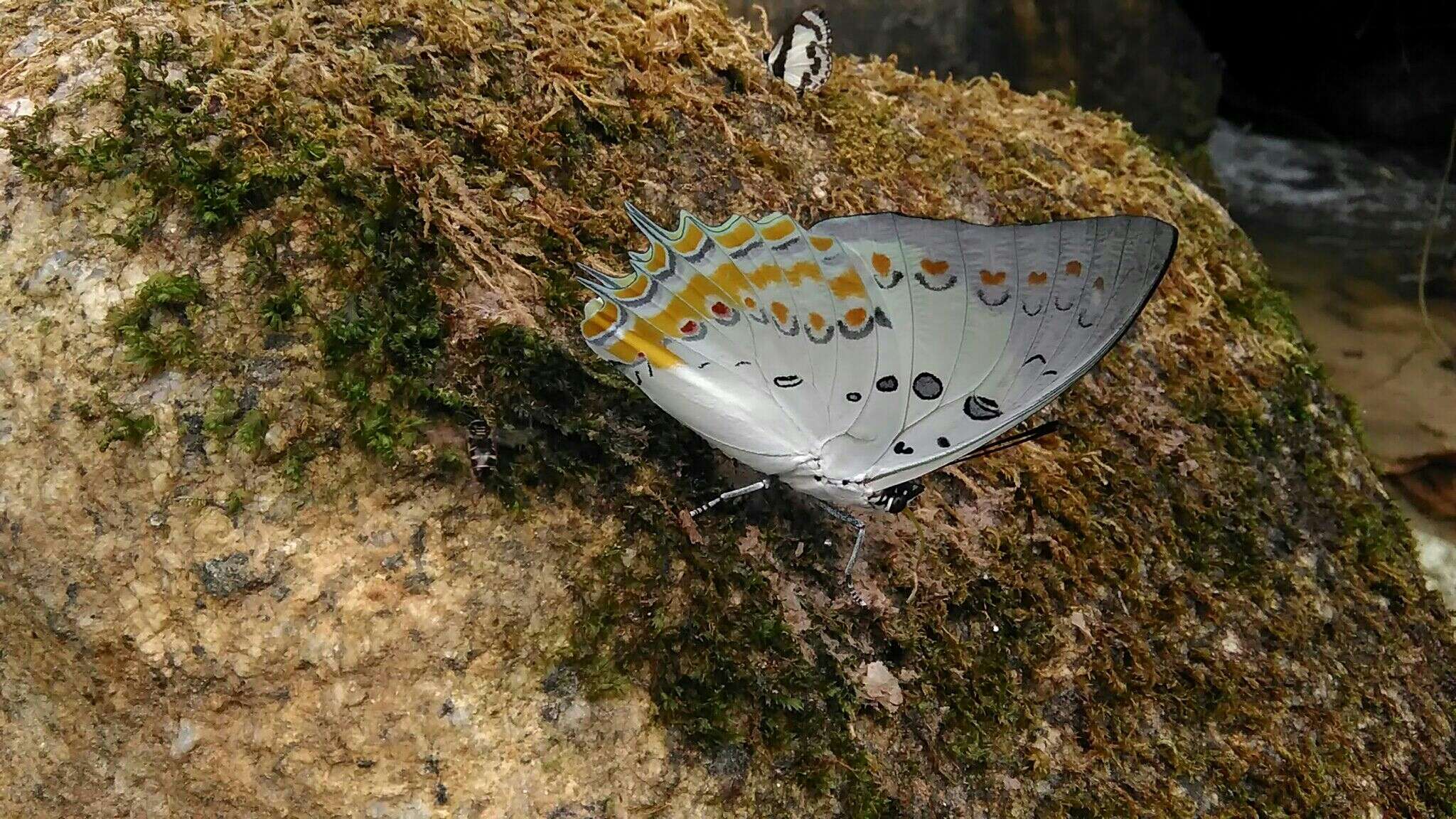 Image of Polyura delphis Doubleday 1843