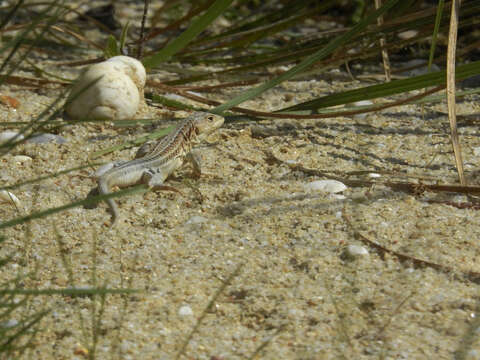 Image of Spiny-footed Lizard