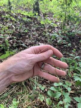 Image of Nodding Fescue