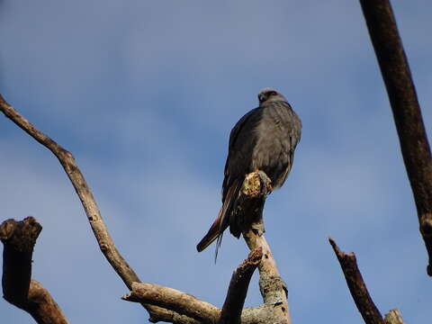 Image of Plumbeous Kite