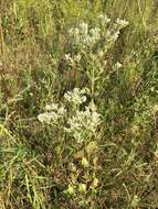 Eupatorium rotundifolium var. scabridum (Ell.) A. Gray resmi