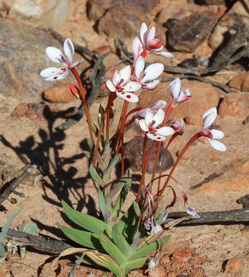 Image of Lapeirousia verecunda Goldblatt