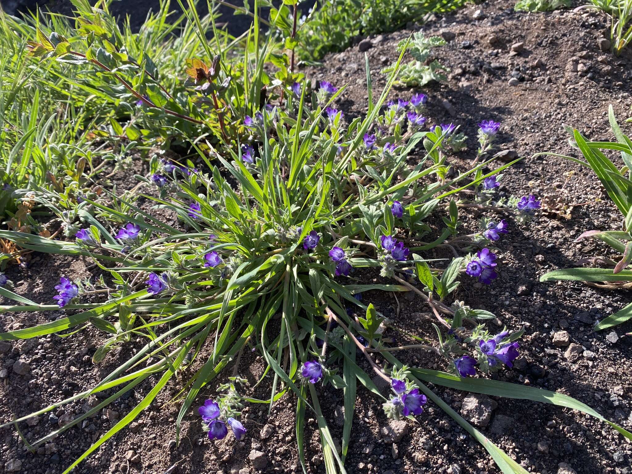 Phacelia davidsonii A. Gray resmi