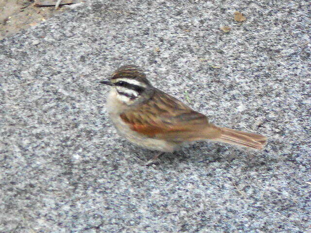 Image of Emberiza capensis capensis Linnaeus 1766