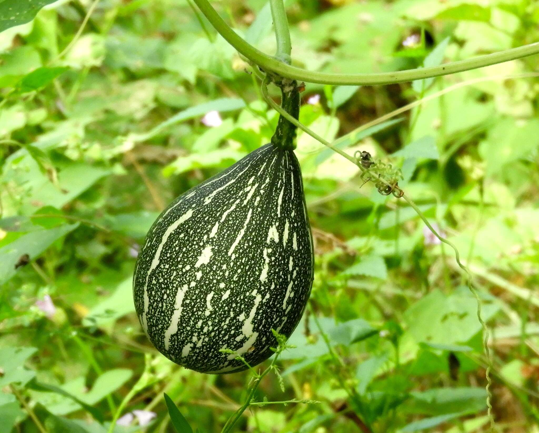 Cucurbita argyrosperma K. Koch resmi