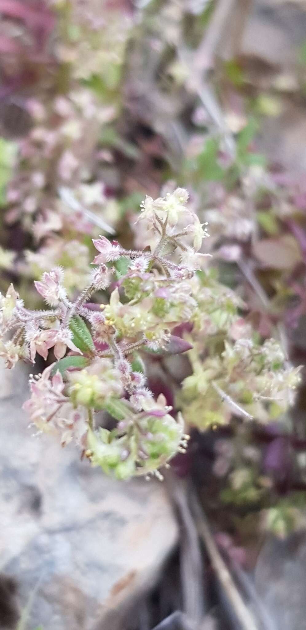 Plancia ëd Galium judaicum Boiss.