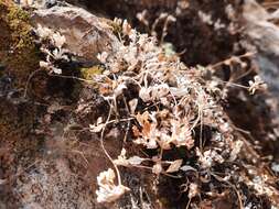 Image of Primula tenella var. flagellaris (W. W. Sm.) A. J. Richards