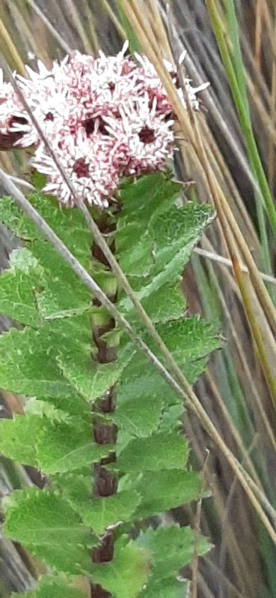 Image of Baccharis arbutifolia (Lam.) Vahl