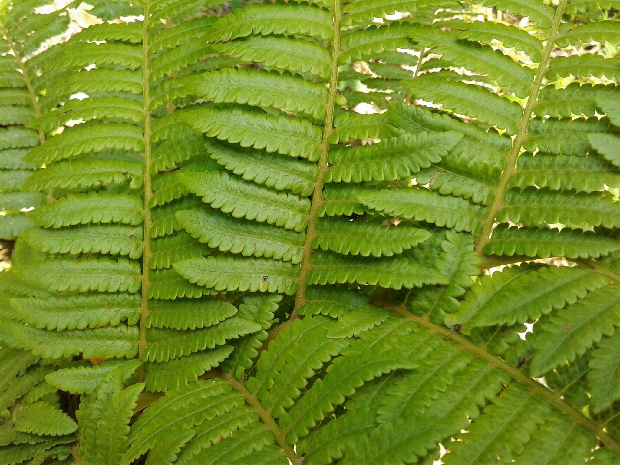 Cyathea atrovirens (Langsd. & Fisch.) Domin resmi