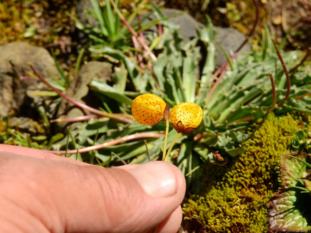 Image of Calceolaria filicaulis Clos