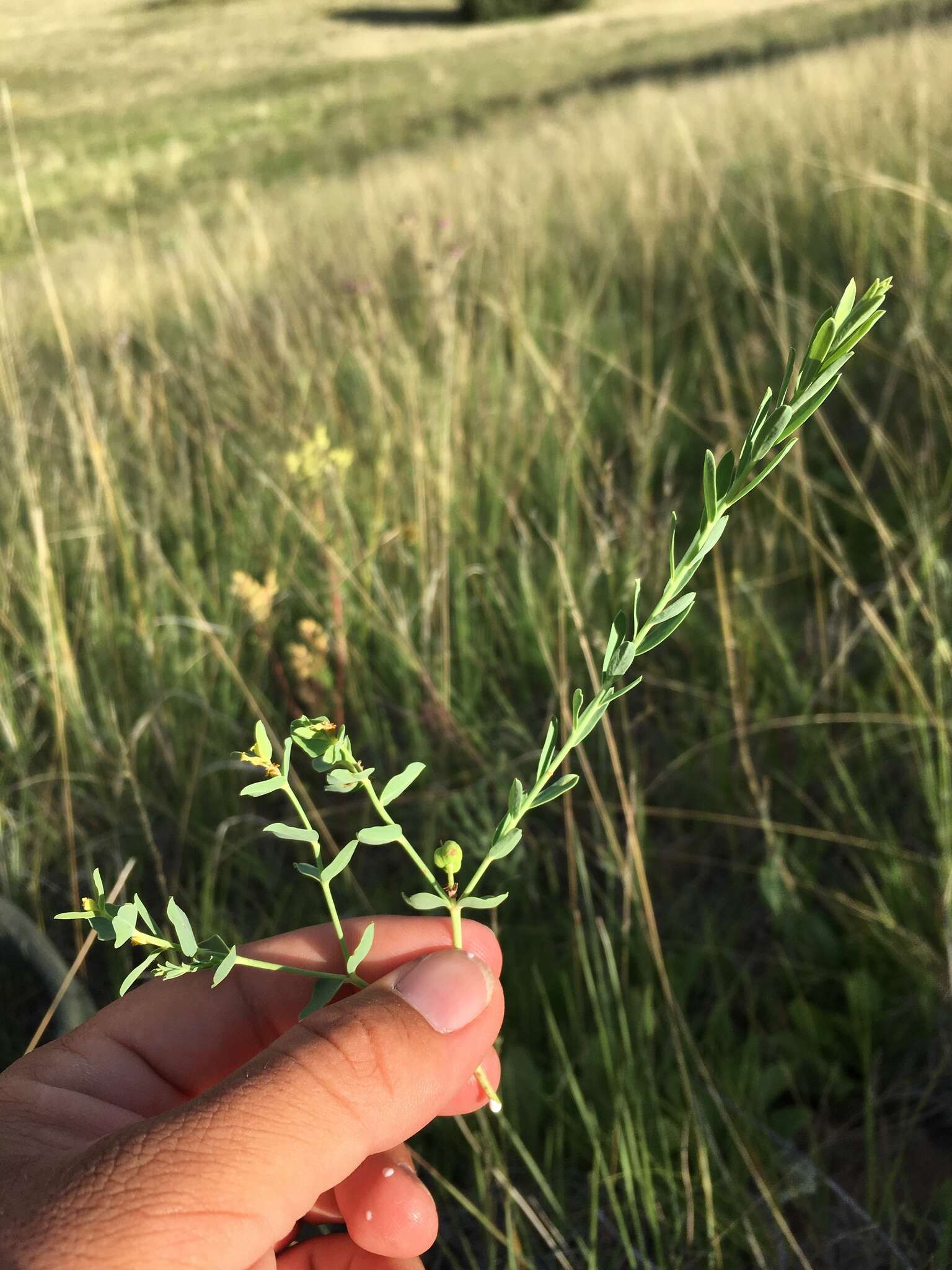 Image of mountain spurge