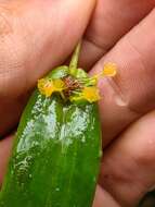 Image of Pleurothallis dibolia Luer