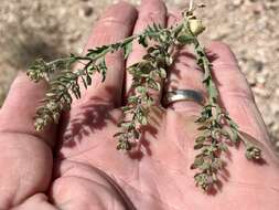 Image of shaggyfruit pepperweed