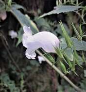 Strobilanthes helictus T. Anders. resmi