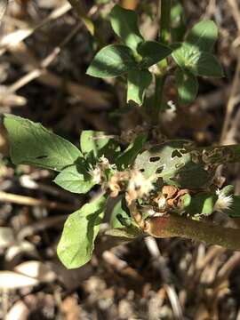 صورة Alternanthera ficoidea (L.) R. Br.