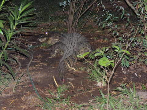 Image of Broad-snouted Caiman