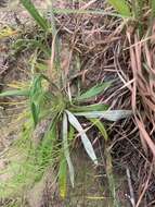 Image of Scrub buckwheat