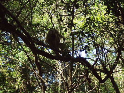 Image of Black Howler Monkey