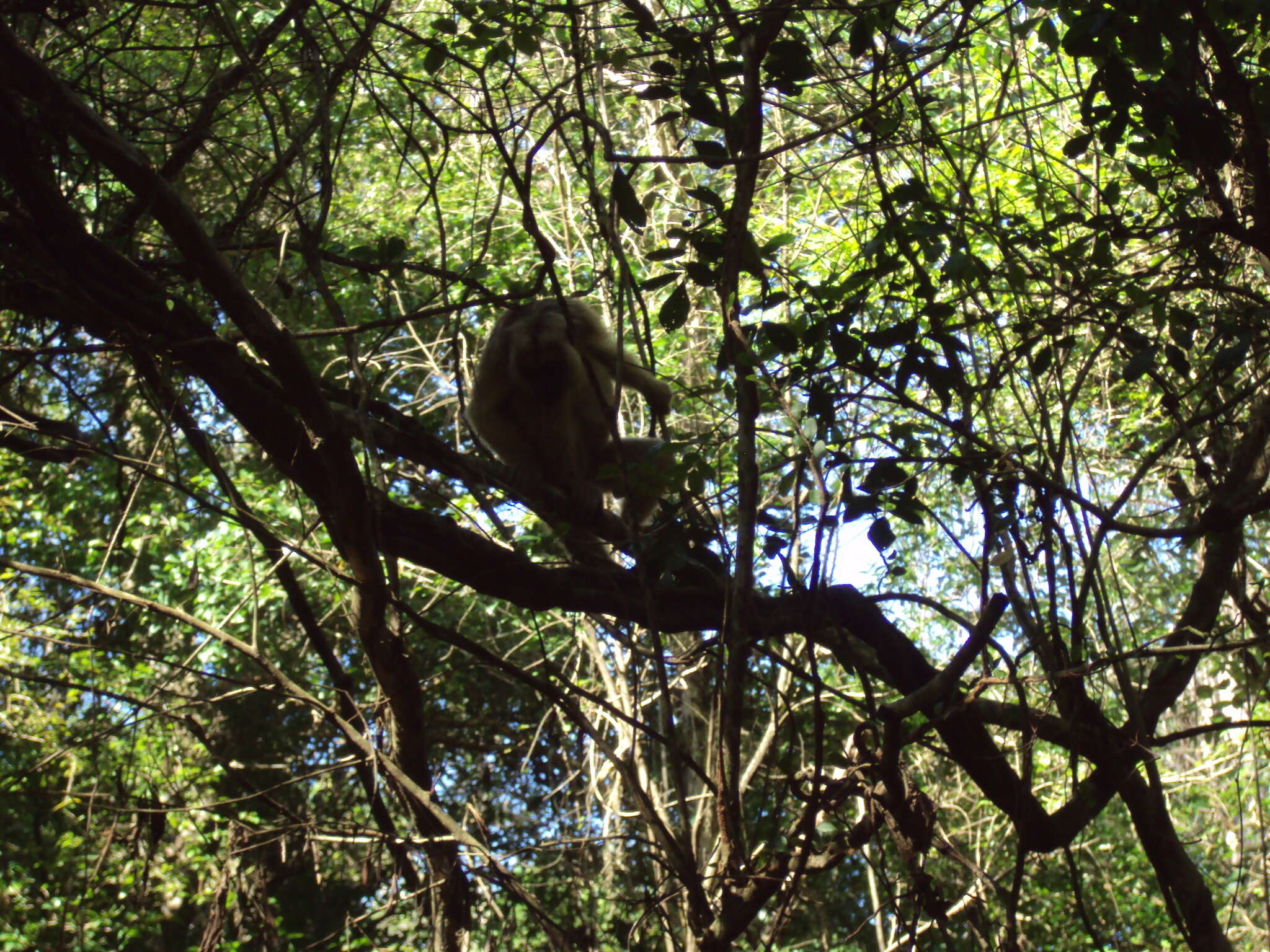 Plancia ëd Alouatta caraya (Humboldt 1812)