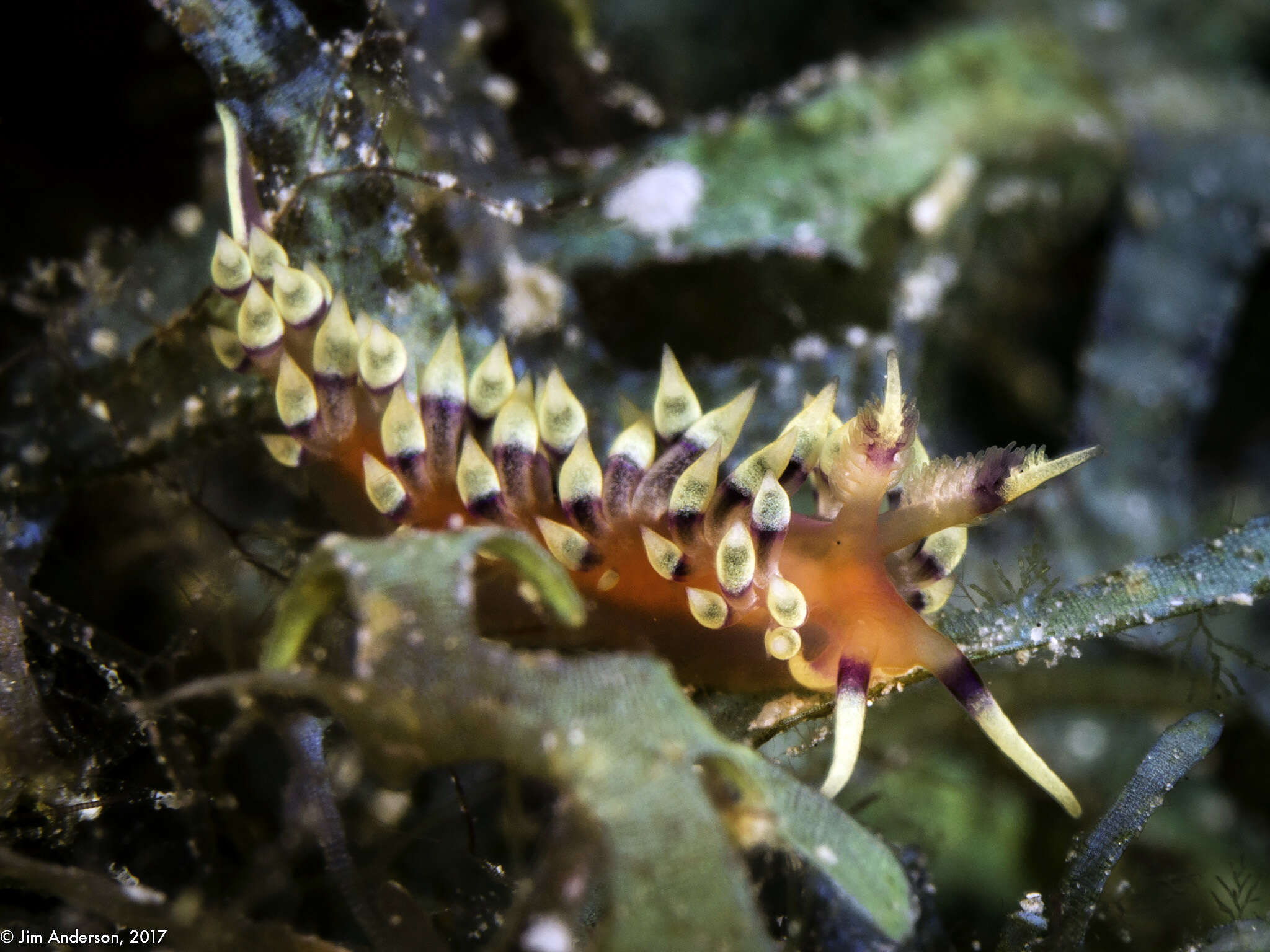 Image of Coryphellina marcusorum (Gosliner & Kuzirian 1990)