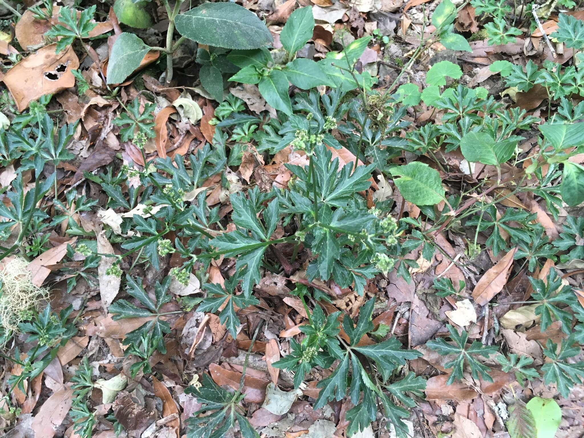 Image of Pacific Black-snakeroot