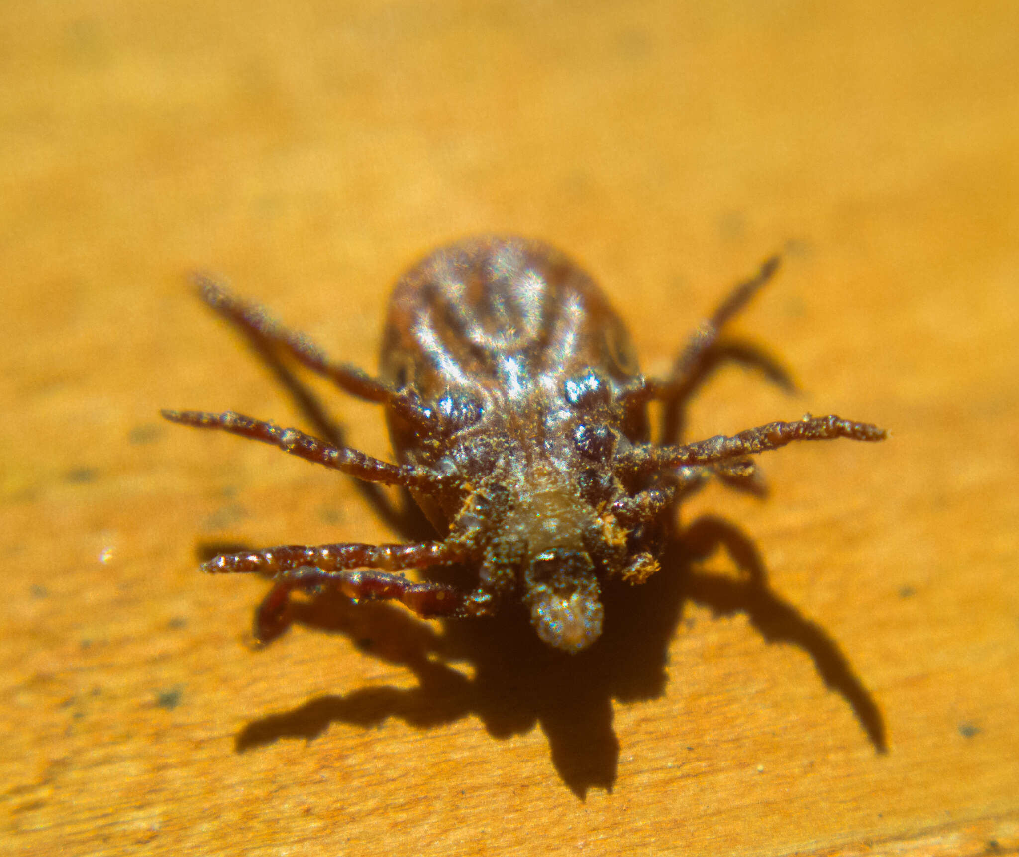 Image of American dog tick