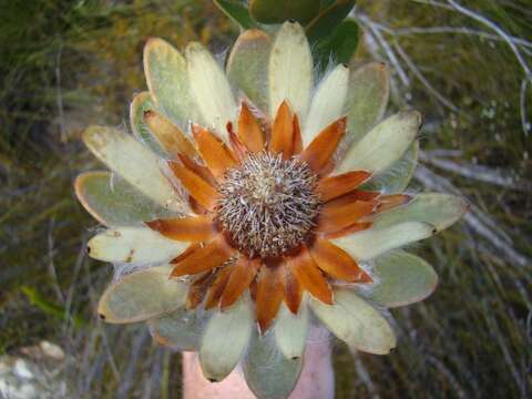 Image of Leucadendron nervosum Phillips & Hutchinson