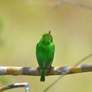 Image of Cuban Tody