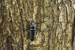 Image of Trictenotoma formosana Kriesche 1920