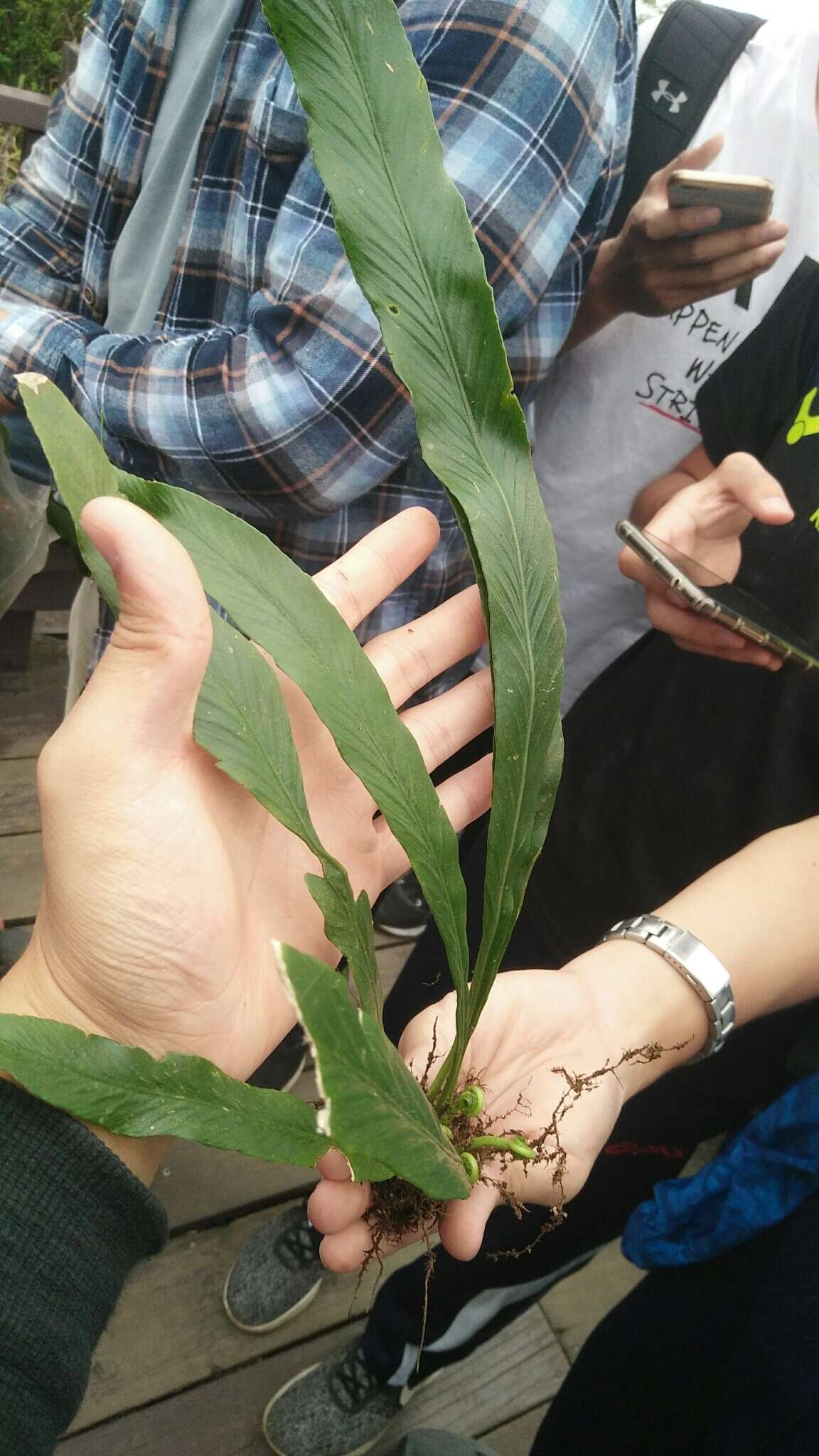 Imagem de Asplenium ensiforme Wall.