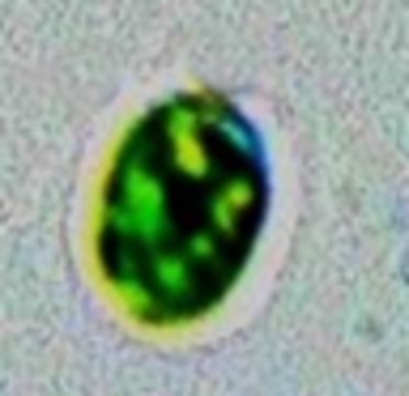 Image of Chlamydomonas