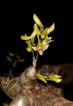 Image de Dendrobium microbulbon A. Rich.