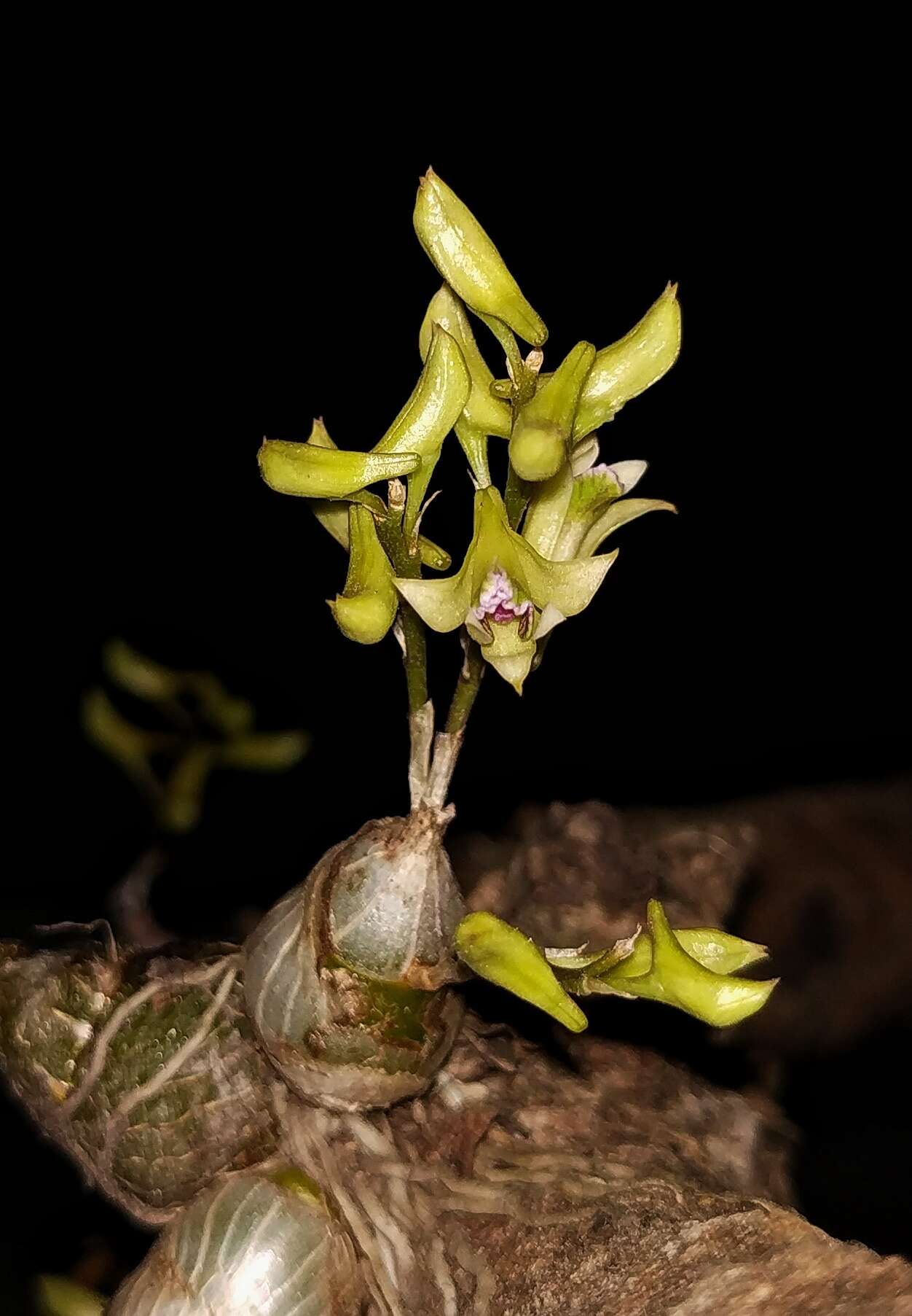 Image de Dendrobium microbulbon A. Rich.