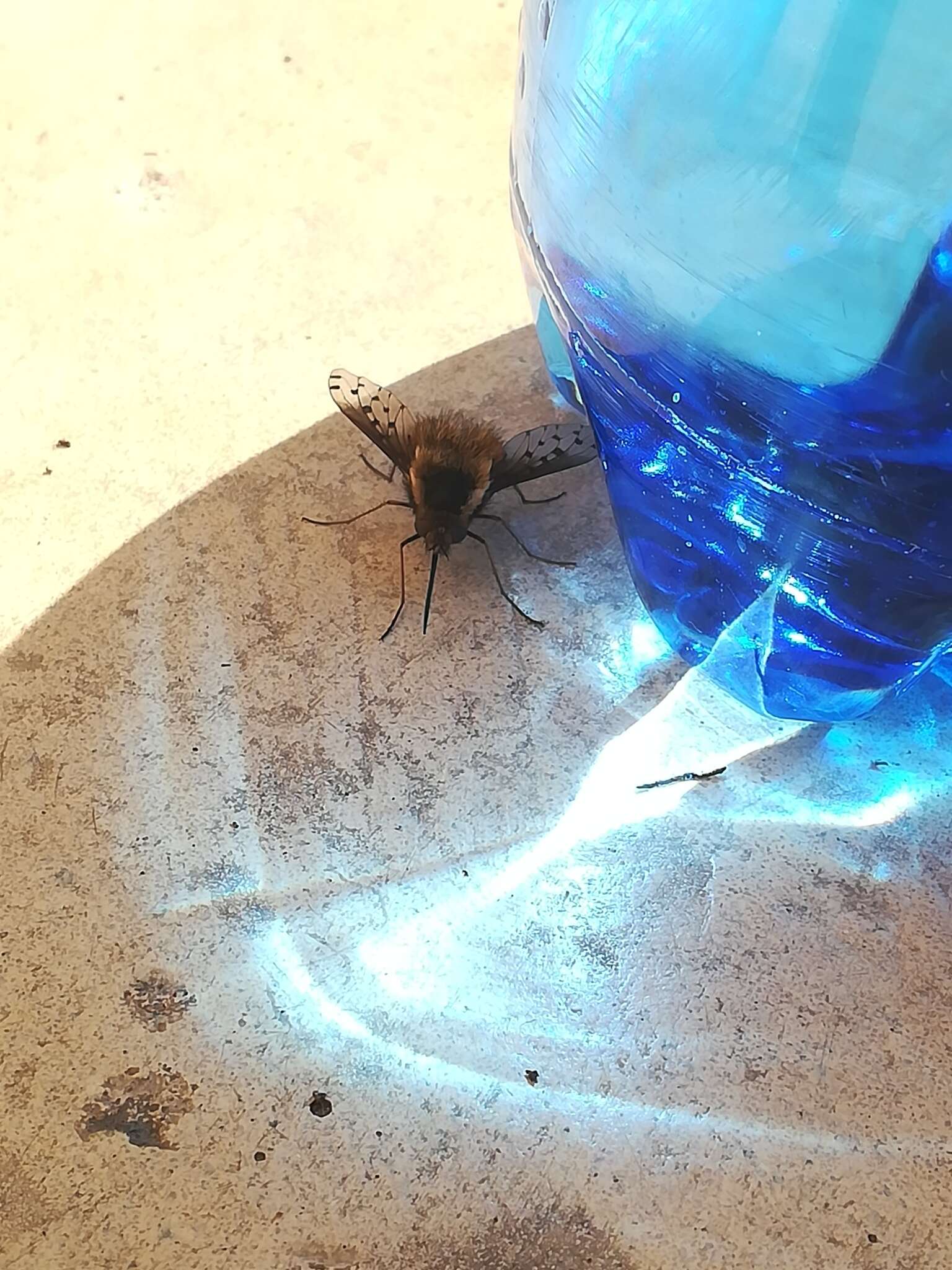 Image of Dotted bee-fly