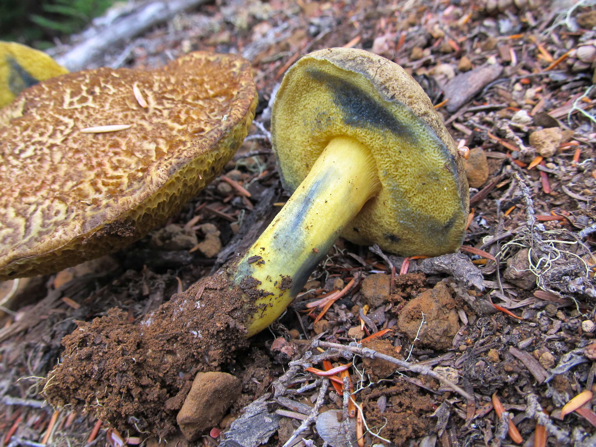 Cyanoboletus rainisiae (Bessette & O. K. Mill.) Gelardi, Vizzini & Simonini 2014 resmi