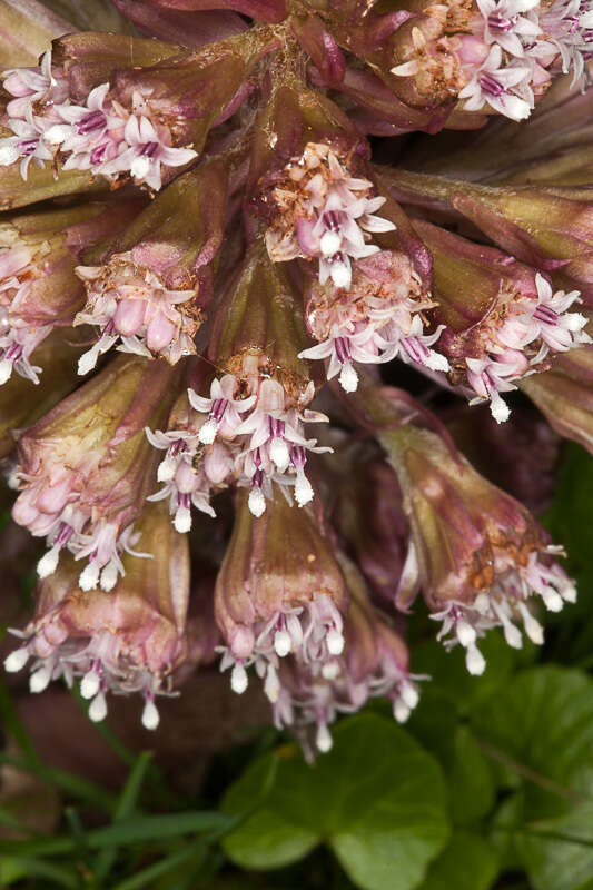 Image of pestilence wort