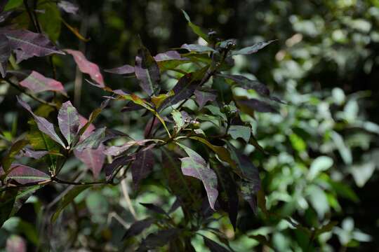 Image of Stillingia acutifolia (Benth.) Benth. & Hook. fil. ex Hemsl.