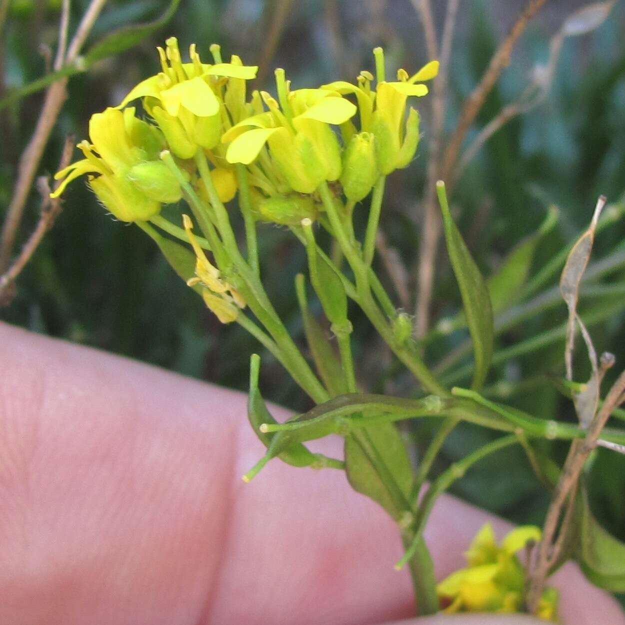 Image of Standley's draba