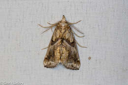 Image of Moonseed Moth