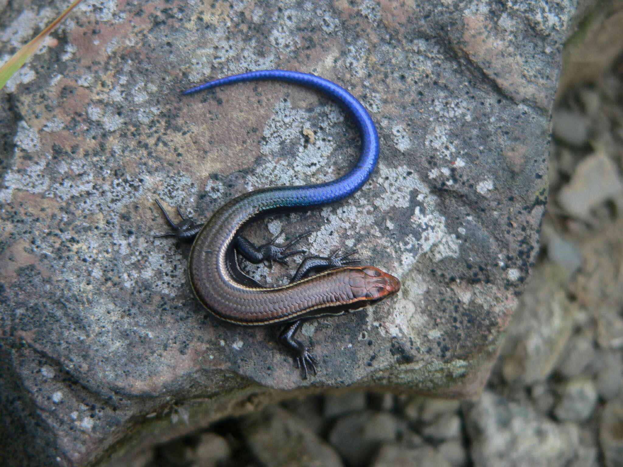 Plestiodon anthracinus anthracinus (Baird 1849) resmi